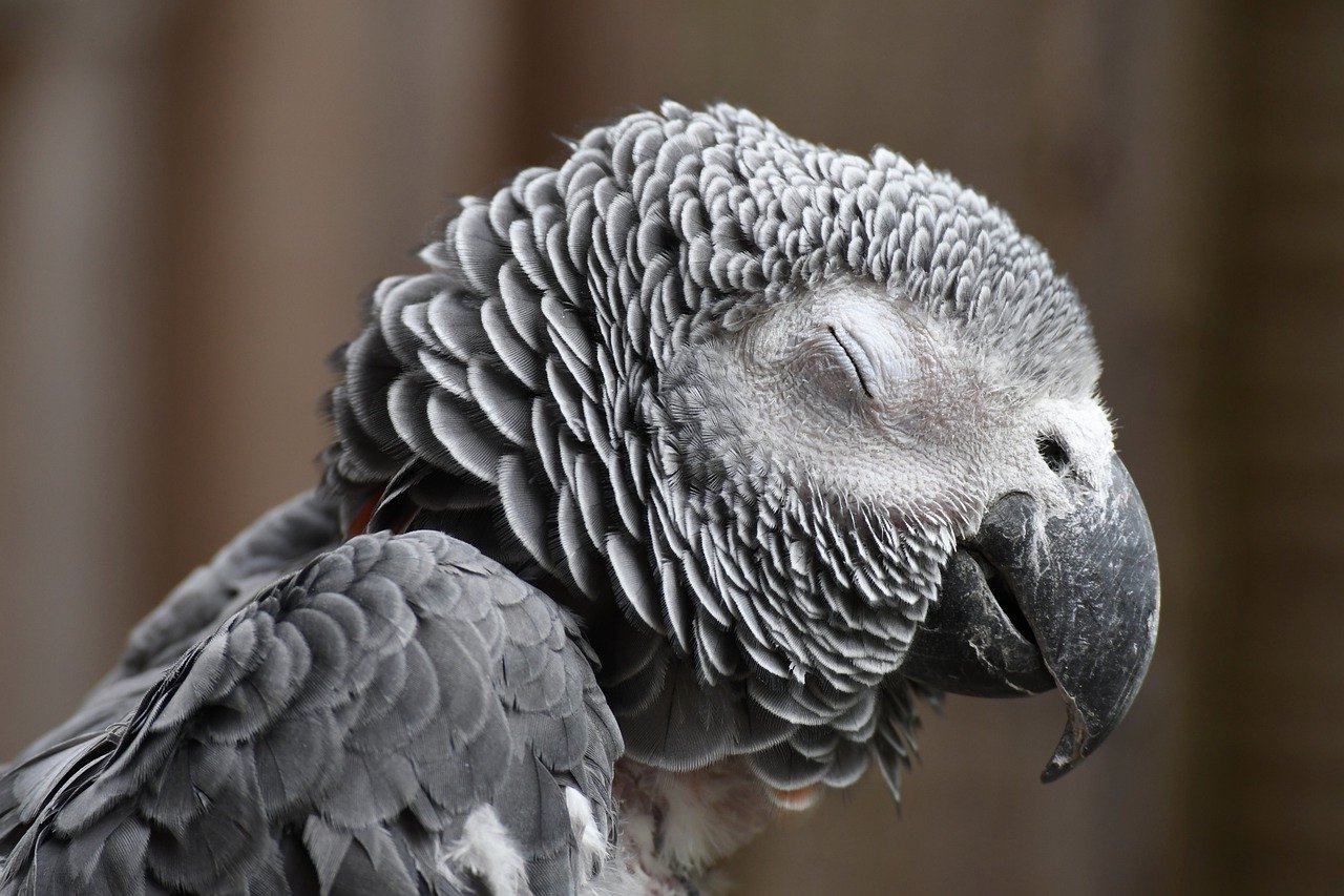 parrot, african grey parrot, nature