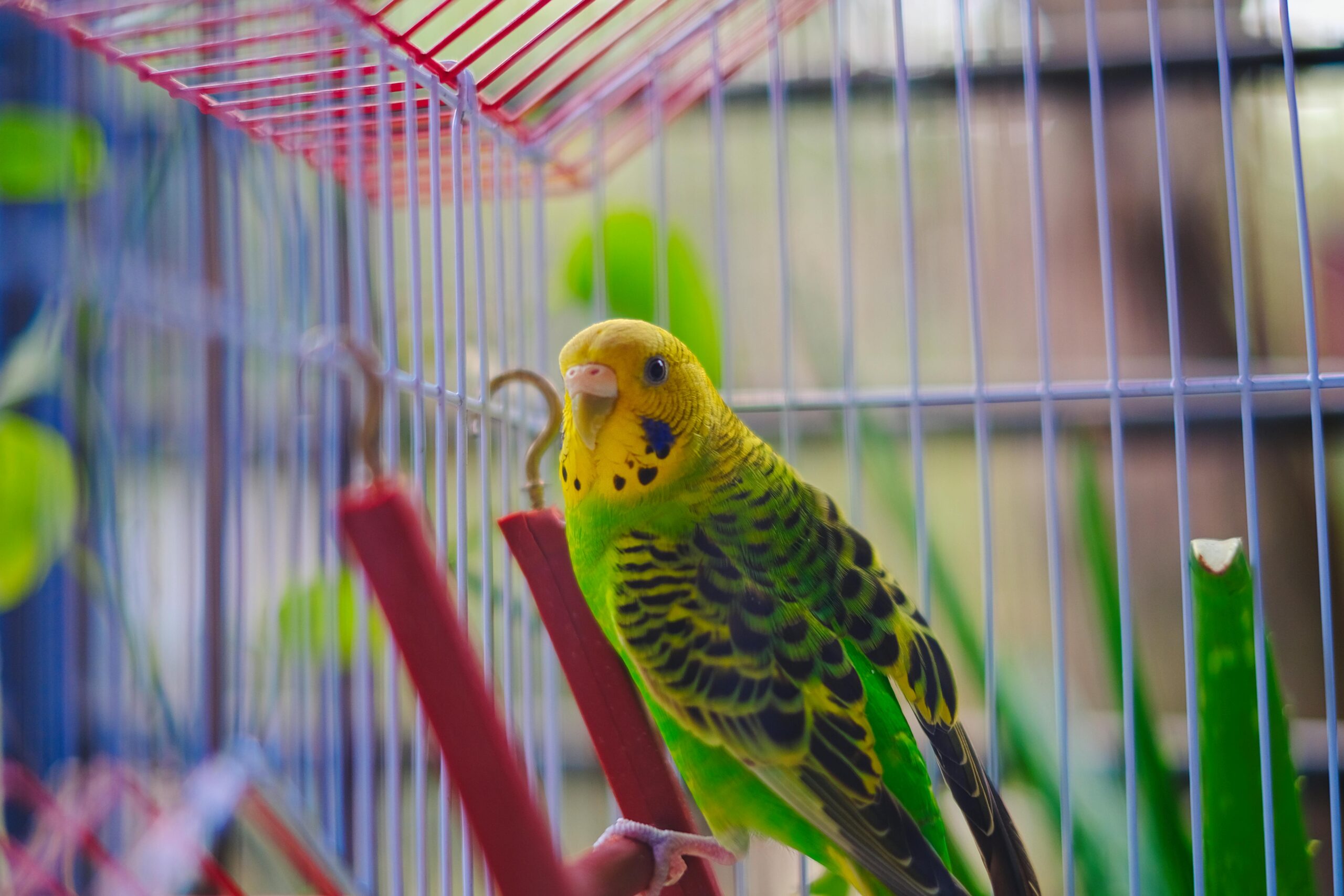 Budgerigar Parrot in a Cage